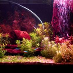 sylvania, gro-lux, grolux, growlux, grow-lux, fish lamp, fish lighting, aquarium lighting,