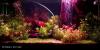 sylvania, gro-lux, grolux, growlux, grow-lux, fish lamp, fish lighting, aquarium lighting, 